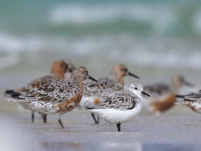 Robbins Island, in Tasmania's far northwest, is a haven for thousands of migratory and resident bird species, but also the proposed site for a 100-turbine wind farm. Picture: Bob Brown Foundation