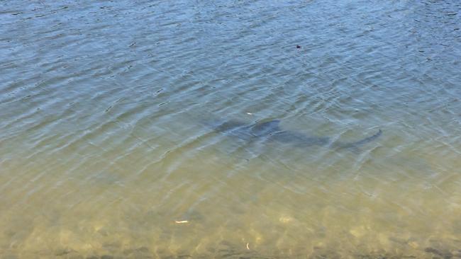 A bull shark spotted swimming in a canal in Burleigh Waters. Photo: Teagan Billingham.