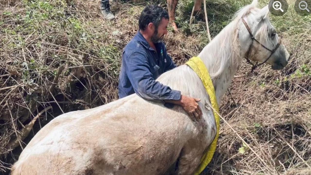 When Taliah Pretty's beloved horse Bear fell into a massive hole by a tree uprooted in the region's recent flood event, she thought he would die. But thanks to the efforts of some modest local heroes, Bear made it out alive.