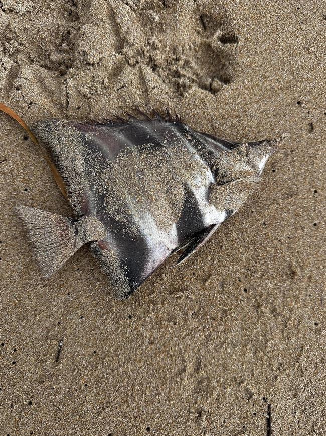 Several fish have been washed ashore the beaches of Waitpinga Point to Victor Harbor, with no answers as to what is causing their deaths. Picture: Facebook