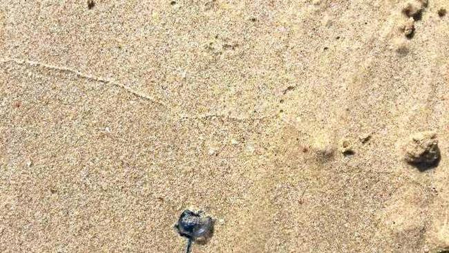 A bluebottle on Mooloolaba Beach.