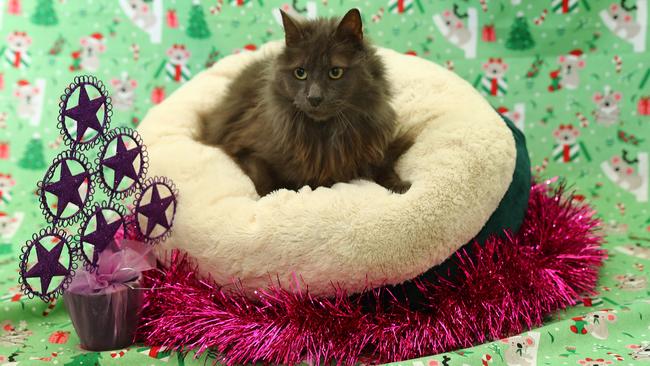 Eve, 11, was one of six strays to find her forever home after featuring in the Addy’s 12 Strays of Christmas appeal. Picture: Alison Wynd