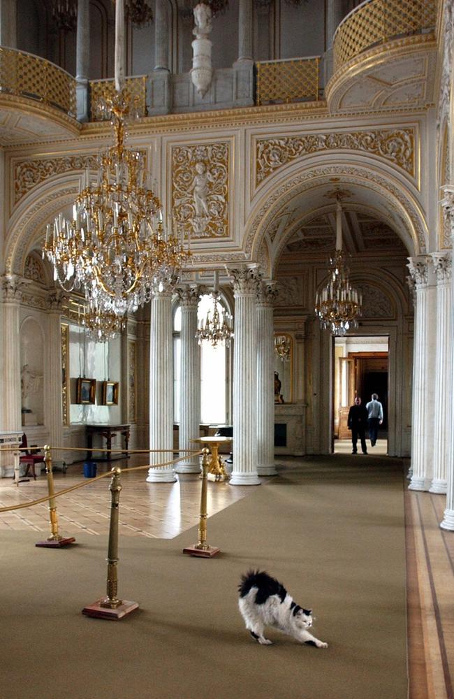 Vaska the cat, one of the Hermitage Museum “mice hunters”, stretches in the Pavilion Hall of the museum, St Petersburg. Picture: AP