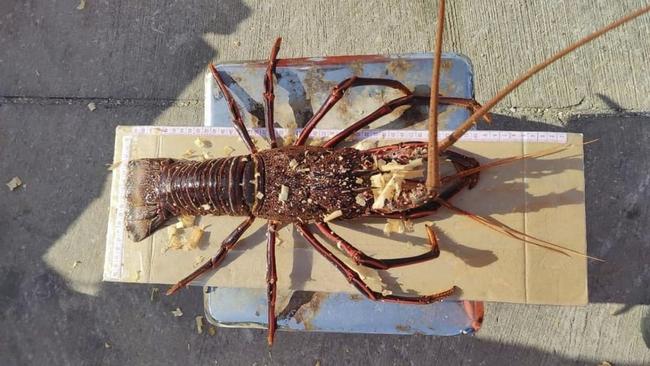 Australian lobster on the port in Matsu. The operation is worth hundreds of millions of dollars.