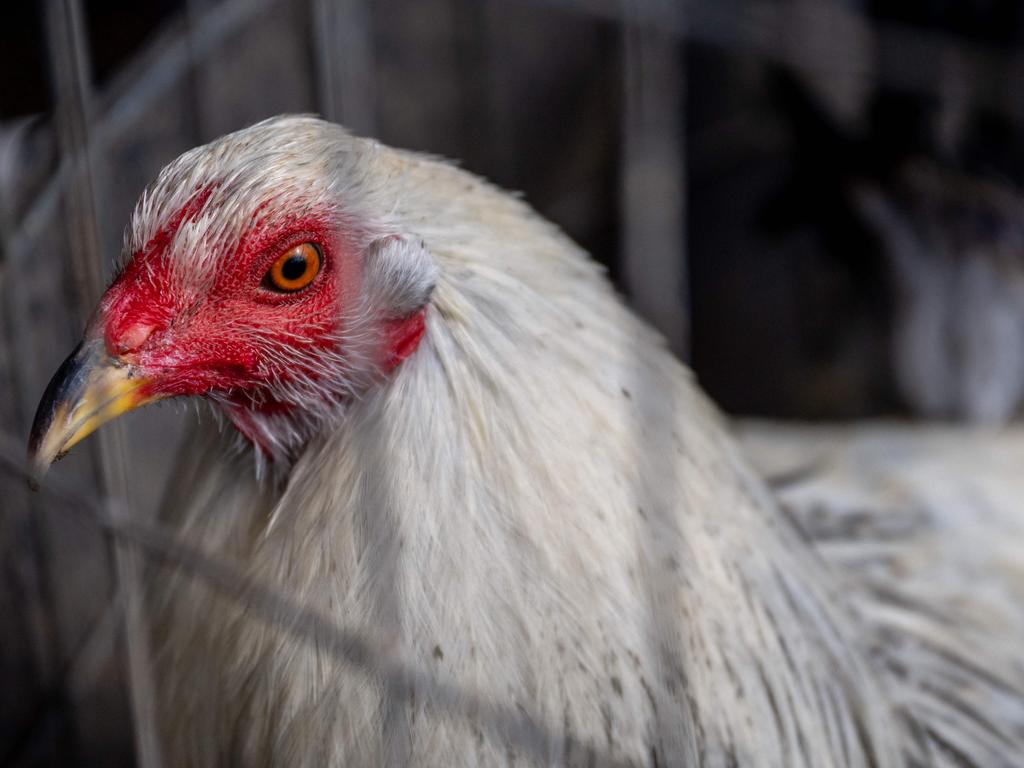 A rooster is held in a cage on a farm on January 23, 2023 in Austin, Texas. The poultry industry as well as private flocks are suffering a health crisis as a bird flu continues to spread across the US, contributing to a spike in egg prices. Picture: Brandon Bell/Getty Images/AFP.