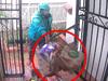 ‘Grubby’: Woolies driver caught red-handed