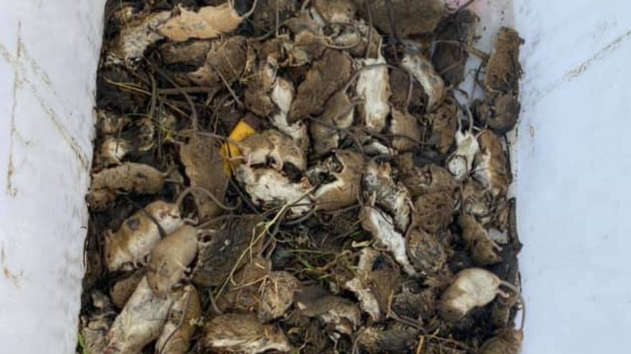 The mouse plague has impacted regional communities in much of the state. Picture: Supplied
