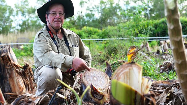 Pieter Bekkers outraged at the poison used by the Banana Freckle Response team.