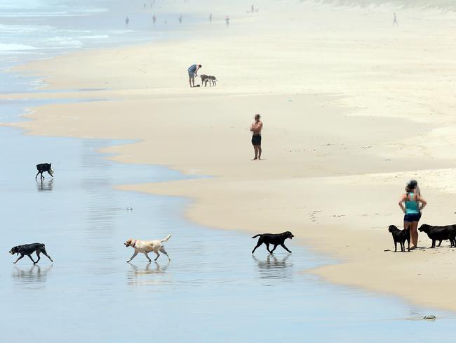 1000 Words Dogs on the beach at the Spit. Picture: Richard Gosling