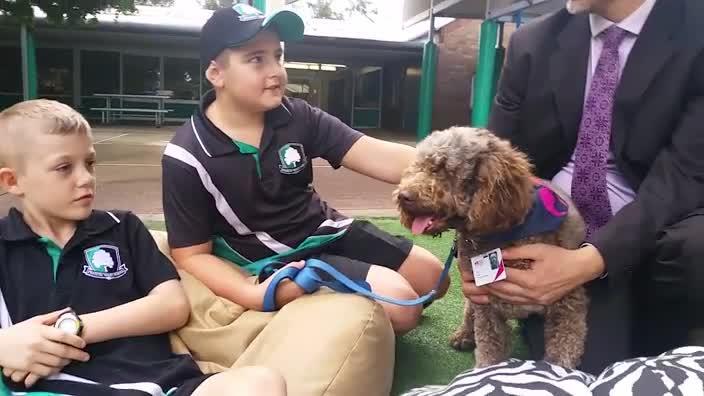 Baron the therapy dog helps kids at Penrith Valley School