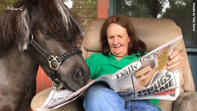 Oreo the Mini Pony headed to the Royal Easter Show