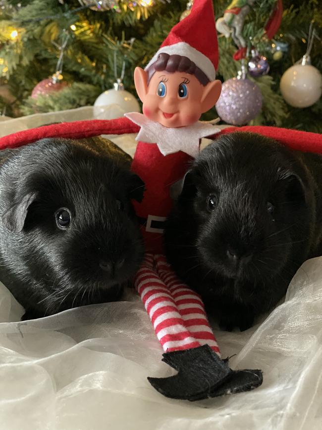 Gidget and Magic chilling with Elf in Wesburn. Picture: Cindy Rantall