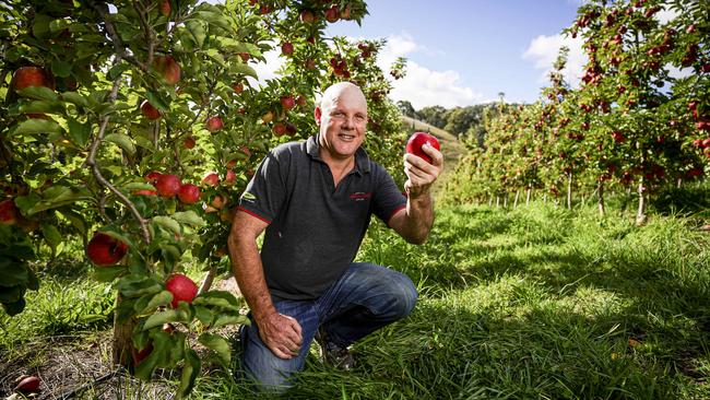 Apple pear and cherry grower Ashley Green welcomes the wet weather as Adelaide saw its highest amount of rainfall yesterday since June 2019. Picture: Mike Burton / AAP