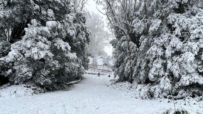 Snow at Mount Donna Buang. Picture: Rob Steer