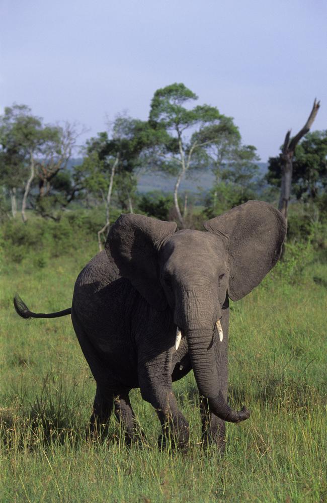 The elephant trampled the woman. (Photo by Wolfgang Kaehler/LightRocket via Getty Images)