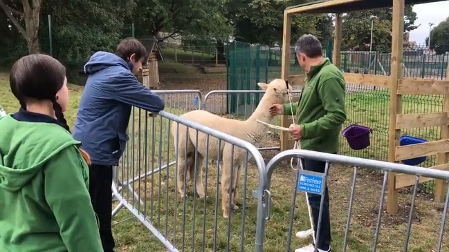 Welsh School Uses Comfort Alpacas to Help With Students' Mental Health