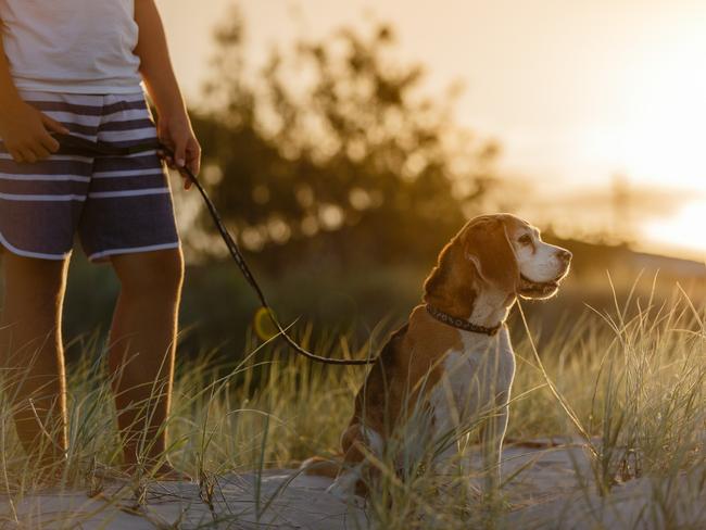 Kobi: Nothing better than the bond between a boy and his dog. Diane Keough sent in this precious memory of beagle Kobi and Hunter.