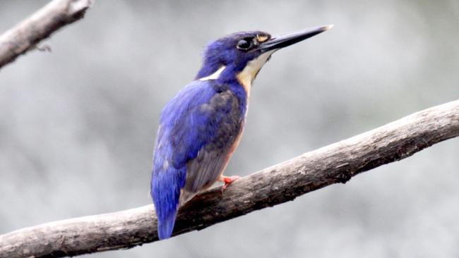 There’s an abundance of wildlife at Riverstone wetlands.