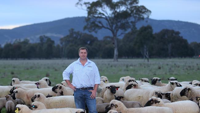 Best brand: Tom Bull sees an opening in the lamb market for an equivalent to Wagyu and Angus in the beef industry, that would persuage customers to pay a premium for lamb they associate with superior, reliable quality.