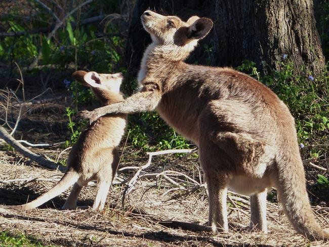 Wallaby joey wrestles with mum at the Coombabah Wetlands. Picture Donna Mroz Turcic