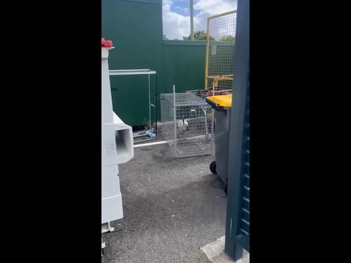 Ibis pictured in cage beside bins at tavern 