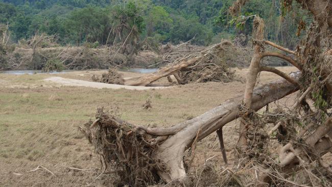 This ancient tree at Daintree jetty was uprooted and carried 300m away by the floodwater. Picture: Bronwyn Farr