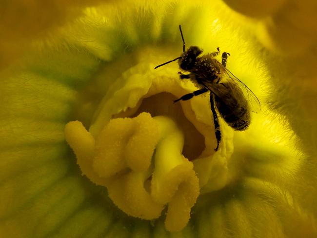 A bee gathers pollen from a flower of a vegetable marrow in a garden outside Moscow. Picture: AFP