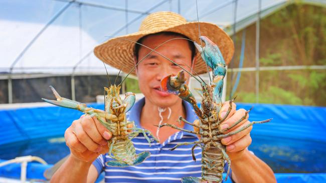 A Chinese seafood farmer with what the Beijing government claims are ‘Australian lobsters’ – but are actually yabbies grown in Chinese fish ponds.