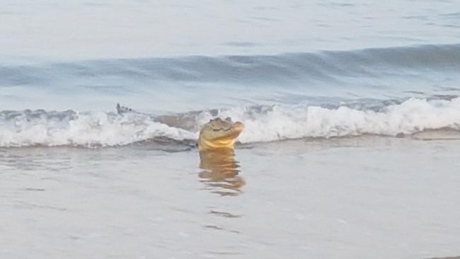 <s1>This cheeky 2.5m saltwater crocodile was snapped surfing a wave into shore at Vesteys Beach</s1>.  Picture: Philip Toonson