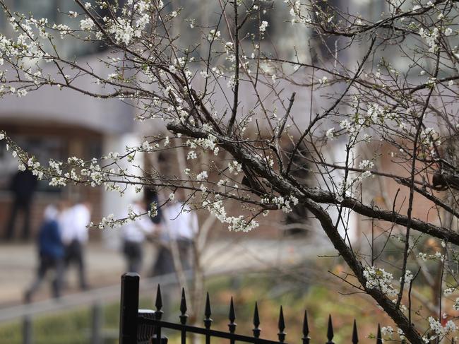 The Daily Telegraph’s special investigation has put Knox Grammar’s culture under the microscope – along with other boys’ schools. Picture: John Grainger