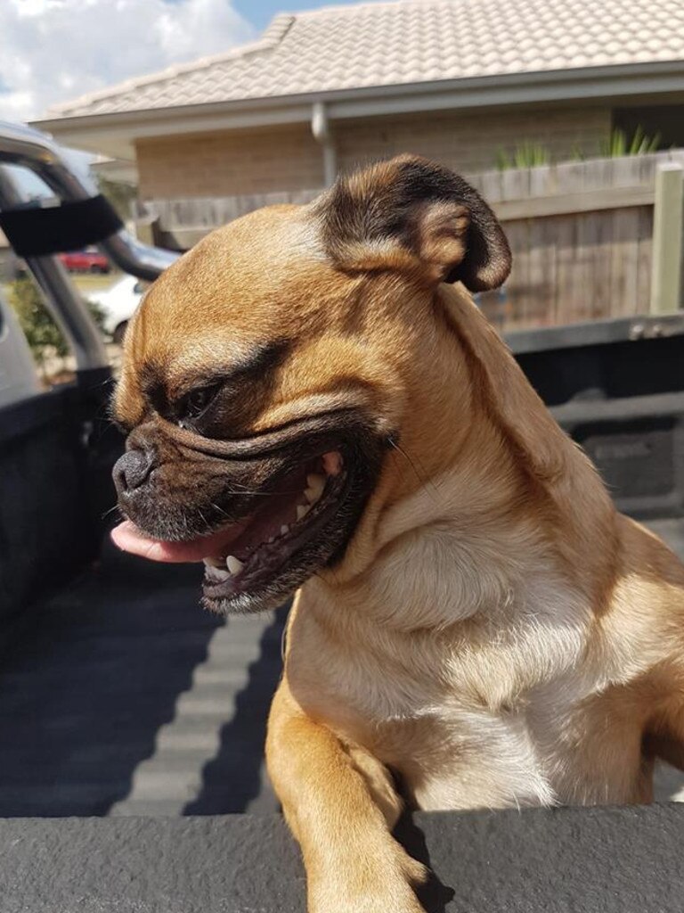 Zak the Pug x Jack Russell. Photo Aaron Dolby