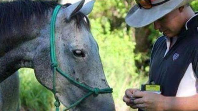 Dylan Donohue, 25, was killed in a high-speed crash at Alligator Creek on Sunday, July 29, 2018. Here he is pictured with his horse, Harry, his mother Sonia Hermann gave to him for his 21st birthday.