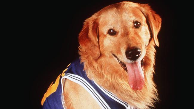 Buddy from Air Bud.