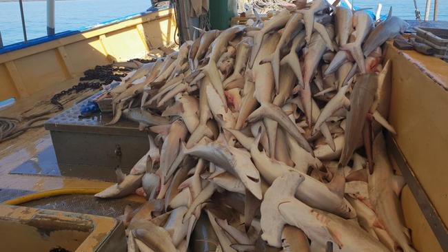 Leaked photos of gill net fishing in north Queensland have highlighted the indiscriminate killing of tens of thousands of sharks and other endangered species — WWF-Australia