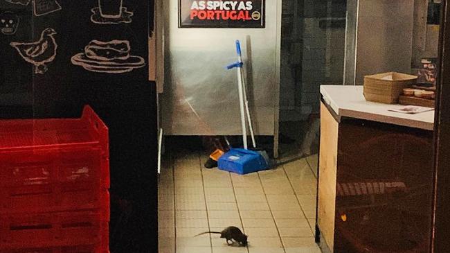 A colony of rats at the Broadway outlet of popular burger franchise Oporto. Picture: Vijay Kumar / Facebook