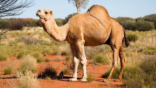 Camel meat industry on radar of NT and South Australia governments | NT