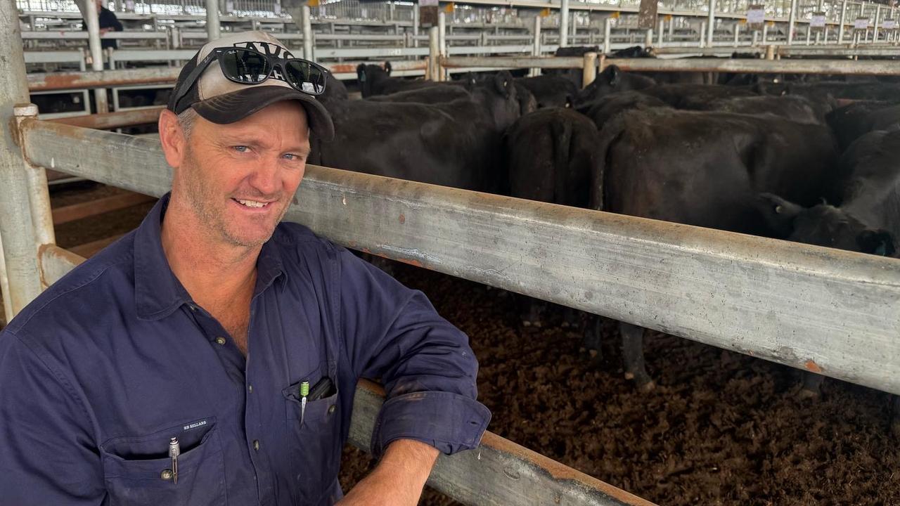 Heavy steers up, weaners down across monster offering