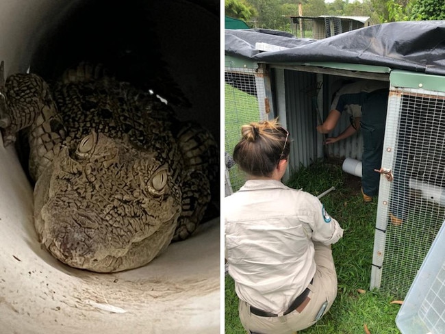 Croc discovered snooping in family's chicken coop