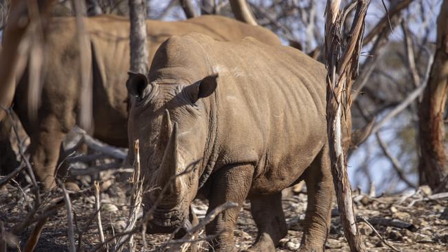 Rhinoceros seen on tour from Monarto Safari Resort. Picture: Brett Hartwig.