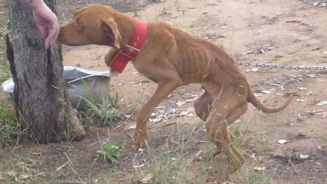 An emaciated dog found during the Glenarbon raid.