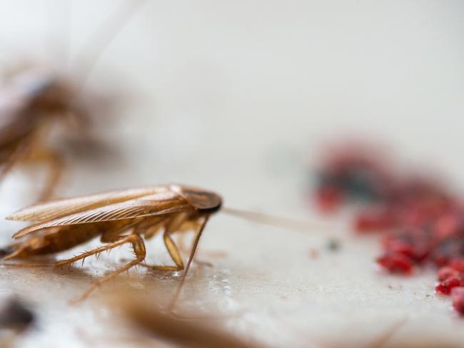 Cockroaches food. Food safety generic. Picture: iStock