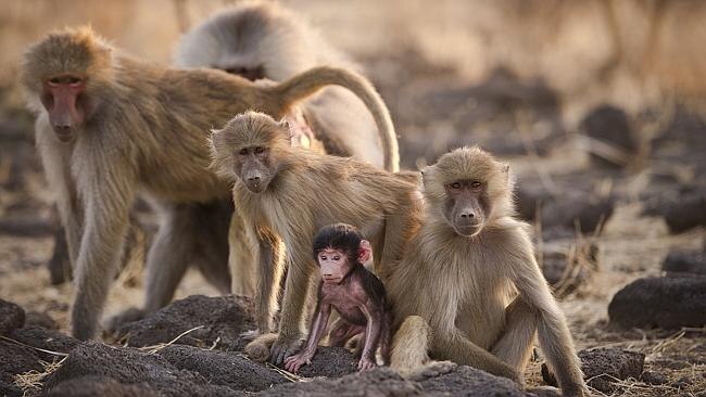 Family of Hamadryas Baboons. Picture: John Brown. 