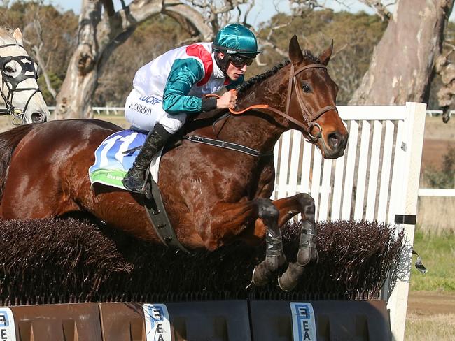 Historic (NZ) ridden by Will Gordon (NZ) jumps a steeple on the way to winning the QLS Great Western Steeplechase at Coleraine Racecourse on August 18, 2019 in Coleraine, Australia. (Pat Scala/Racing Photos via Getty Images)
