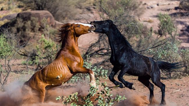 The National Coronial Information System Unit found horses killed more people in Australia than any other animal between 2001 and 2021. Picture: Jason Edwards