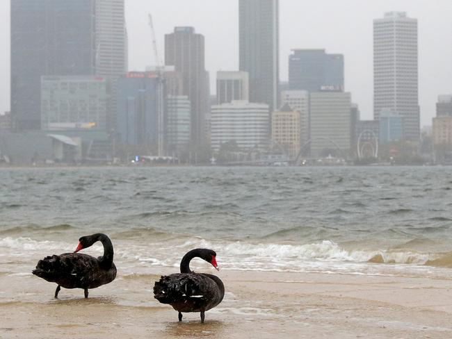 Black Swans are seen on the South Perth Foreshore in Perth, Sunday, May 24, 2020. Western Australia is bracing for the wildest autumn weather in years as the remnants of a tropical cyclone collide with a cold front to whip up damaging winds, heavy rain and massive waves. Strong and squally winds will hit the state's north on Sunday morning, then move south to Perth and Albany in the afternoon and evening.(AAP Image/Richard Wainwright) NO ARCHIVING