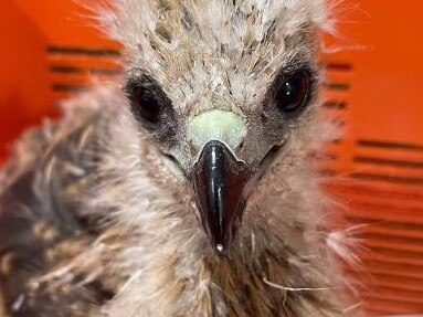 Chris and Debra Mitchell raised Millie since her infancy and say that the constant human interaction is probably what led her to board the ship. Picture: Native Animal Rescue Broome