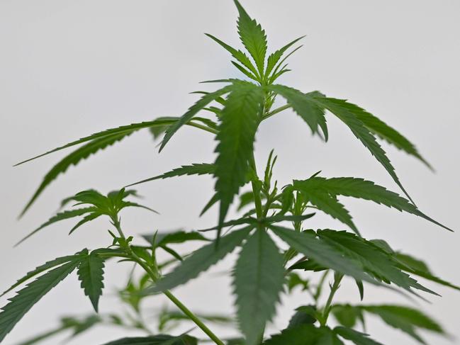 A cannabis plant is seen at the Government Pharmaceuticals Organisation (GPO) medicinal marijuana greenhouse outside Chon Buri, south of Bangkok on October 8, 2020. (Photo by Mladen ANTONOV / AFP)