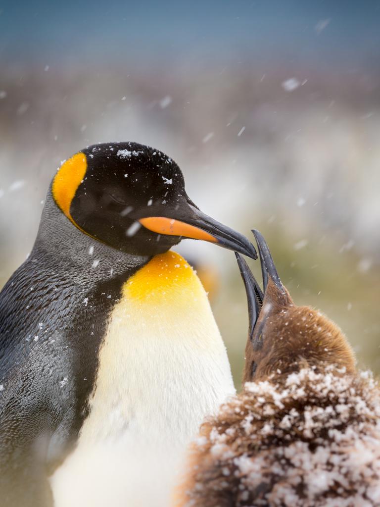 ‘King Penguin Pair’ by Peter Orr/Photocrowd.com ... Location: Gold Harbour, South Georgia.