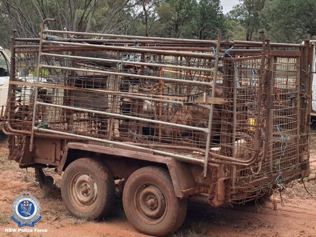 A NSW man has been charged with illegal hunting, trespass and livestock offences, after police seized a trailer of rangeland goats. Picture: Rural Crime Prevention Team – NSW Police Force