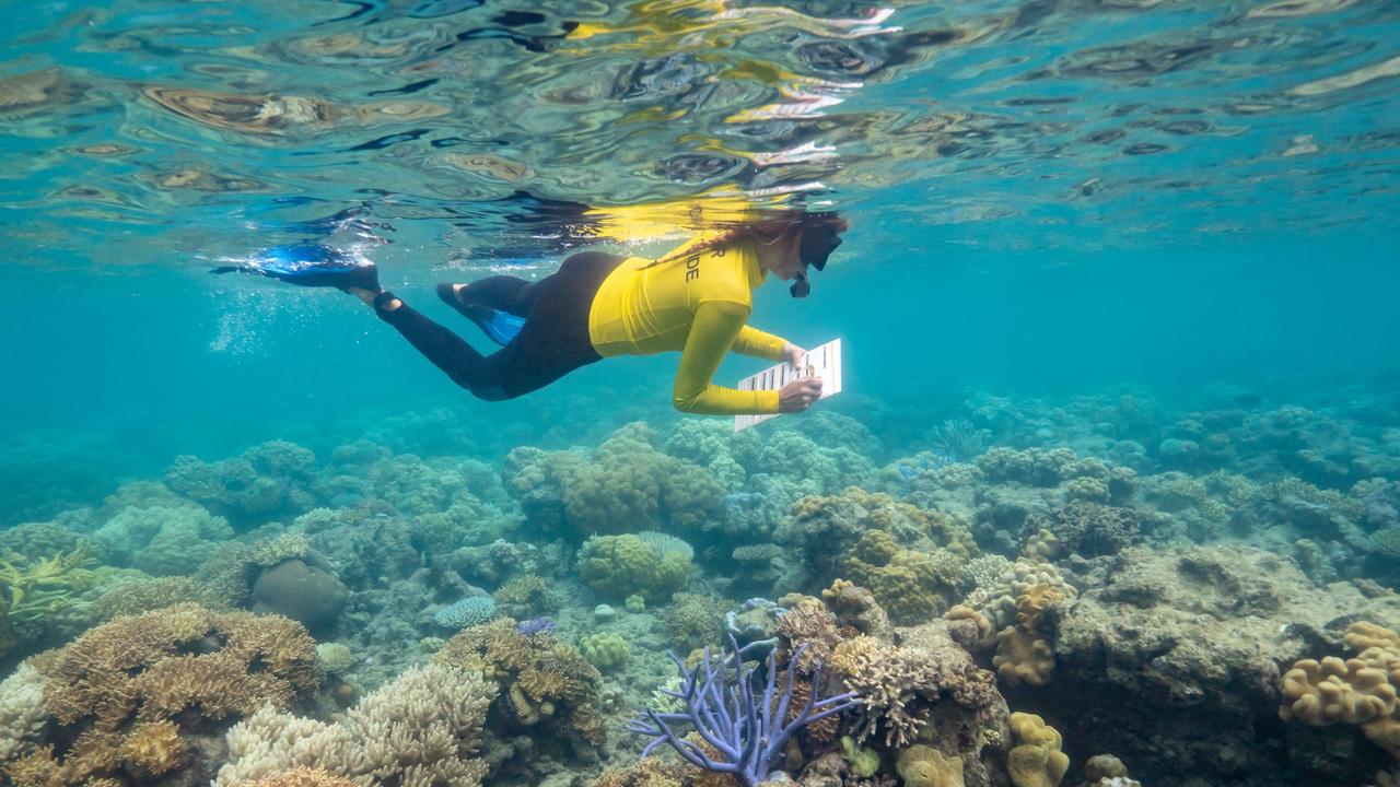 TTNQ's image of a diver in the Great Barrier Reef. Photo: supplied